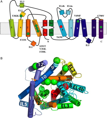 Figure 4.  (A) Positions of amino acid substitutions that influence signaling by Ssy1p indicated in the secondary structure of LeuTAa. The activating substitutions F333S in TM2, S351T, V354L and F358L in TM3, T382K in EL3, V694F in TM9, and G790V in TM12 are indicated by green spheres, whereas the substitution T639I in TM8, which leads to hypo-responsiveness, is indicated by a red sphere. (B) Model of Ssy1p based on its similarity to LeuTAa. Modeling was carried out at (http://ffas.ljcrf.edu/ffas-cgi/cgi/ffas.pl) using the Jackal modeling method and the All-atom model. As above, substitutions in Ssy1p are indicated by green and red spheres.