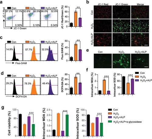 Figure 3. Effects of ALP on mitochondrial membrane potential reduction, released ROS, intracellular Ca2+, MDA and SOD productions induced by H2O2-treated HT22 cells.