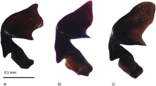 Figure 3. Male genitalia (right paramere) – Pterostichus rhaeticus: a, Dubravica bog; b, Jarak fen; Pterostichus nigrita: c, Jarak fen.