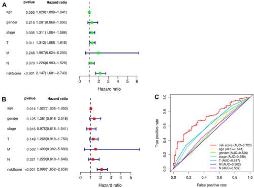 Figure 6 The evaluation of the constructed signature’s prognostic credibility in LUSC patients. (A and B) The univariate and multivariate Cox regression analysis of risk score and clinicopathological characteristics. (C) The integrated ROC curves of risk score and clinical features.