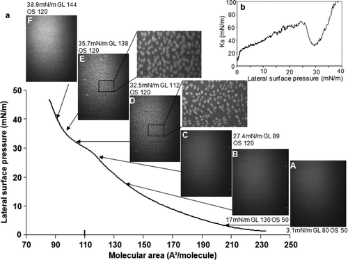 Figure 7.  Compression of a TMCL monolayer: (a) Surface pressure-molecular area isotherm and BAM images recorded during compression; (b) Ks evolution as function of surface pressure. Lateral surface pressure in mN/m, grey level (GL) and obturation speed (OS) are indicated on each image. Subphase: 0.1 mM EDTA, 20 mM Tris HCl buffer, pH 7.4, 21°C.