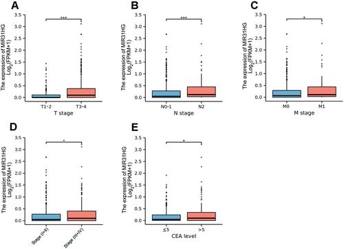 Figure 2 MIR31HG expression in colorectal cancer patients was assessed according to different clinical features. (A) T stage; (B) N stage; (C) M stage; (D) Pathologic stage; (E) CEA level. *P<0.05, ***P<0.001.