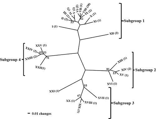 Fig. 1. Dendrogram showing relatedness of genotypes of Fusarium virguliforme isolates from Iowa, Minnesota, and Illinois based on combined (CAT)5 and RAPD binary data and cluster analysis (unweighted paired group method with arithmetic means, UPGMA). Roman numerals at branch ends indicate the different genotypes (I to XXV), and numbers within parentheses represent the number of isolates within each genotype. The numbers on the branches represent bootstrap support values greater than 50%.