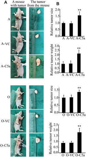 Figure 5 Secretory over-expression of C5a significantly increased the growth of transgrafted tumors in nude mice. (A) Representative pictures of the mice with tumor and the tumor isolated. (B) Results of statistical analysis of the tumor size and weight. **P<0.01 vs A or O group.
