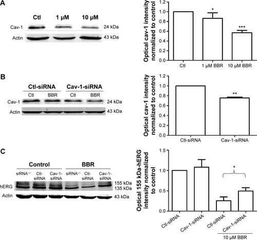 Figure 1 BBR reduced hERG channel expression by disrupting cav-1 membrane stability.