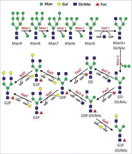 Figure 1. Simplified reaction pathway for N-glycan biosynthesis in mammalian cells.