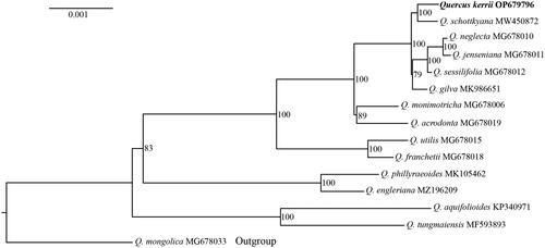 Figure 4. The maximum-likelihood phylogenetic tree of Quercus kerrii and other 14 East Asian oaks using complete chloroplast genome sequences. Quercus mongolica (subgenus Quercus section Quercus) was used as outgroup to root the tree. The values at the node indicate the bootstrap support value.