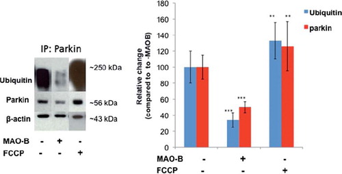 Figure 1. Decreased parkin ubiquitin E3 ligase activity following MAO-B induction. Inducible MAO-B PC12 cells were stably transfected with human parkin and assessed under both control and dox-induced conditions versus following FCCP treatment. Cell lysates were prepared from cells and immunoprecipitated (IP) using Flag-tagged or parkin antibody. Samples were run in an E3 ligase activity assay followed by analysis via Western blot using parkin and ubiquitin antibodies; β-actin was used as loading control. Corresponding densitometric analyses are shown (n = 3). Values are expressed as mean ± SD; ***p < 0.001 versus parkin–MAO-B cells, **p < 0.01 versus + MAO-B cells.