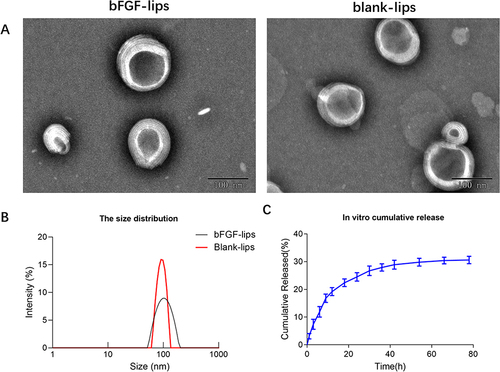 Figure 1 Characterization of the bFGF-lips and blank-lips. Transmission electron micrographs of bFGF-lips and blank-lips (A); the size distribution of bFGF-lips and blank-lips (B); in vitro cumulative release of bFGF-lips (C).