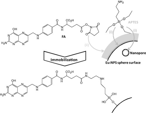 Scheme 1. Immobilization scheme of (i) APTES and (ii) folic acid molecules on the Eu3+-doped nanoporous silica (Eu:NPS) surfaces. (Reprinted with permission from [Citation29], Royal Society of Chemistry © 2011.)