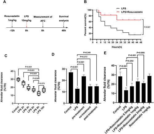 Figure 1 Effect of rosuvastatin on survival rate and alveolar fluid clearance in LPS-induced ALI/ARDS in vivo. Rosuvastatin (1mg/kg, tail vein injection) was administered to rat 12 h before LPS (10mg/kg, tail vein injection) stimulation, the AFC was measured for 8 h and the survival rate was detected for 48 h (A). Survival rate per group was evaluate by Kaplan–Meier survival curves and compare by Log rank test (B). The evans blue solution (5mL/kg) containing albumin was instilled into the left lung of the rat through a thin tube. After 1 hour of mechanical ventilation, the absorbance of the lavage fluid was measured and the alveolar fluid clearance rate was calculated. Rats AFC was detected under different action time of LPS (2, 4, 6, 8 and 10h) (C). After intravenous injection of different concentrations of rosuvastatin (0.5 mg/kg, 1 mg/kg and 2 mg/kg) 12 h, LPS was administered for 8 h, and the AFC was detected (D). For the pre-treatment group, rosuvastatin (1 mg/kg) was intravenously injected 12 h before LPS administration; For the co-treatment group, rosuvastatin was intravenously injected with the LPS; For the post-treatment group, rosuvastatin was intravenously injected 8 h after LPS administration (E). The data are presented as the mean ± SD, n =10.