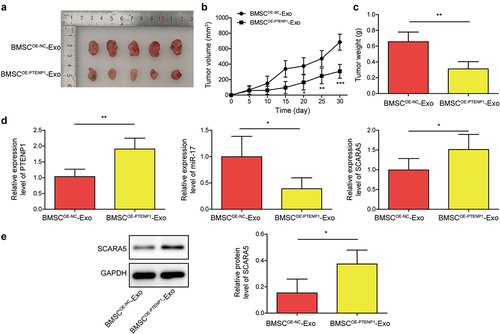 Figure 7. Exosomes derived from PTENP1-overexpressing BMSC repressed BC tumor growth in vivo.(a) representative images of tumors formed by the 5637 cells treated with BMSCOE-NC-Exo or BMSCOE-PTENPCitation1-Exo. (b and c) tumor volume and weight in each group. (d) relative expression levels of lncRNA PTENP1, miR-17, and SCARA5 mRNA in the tumors formed by the 5637 cells treated with BMSCOE-NC-Exo or BMSCOE-PTENPCitation1-Exo were examined by qRT-PCR. (e) western blot analysis of SCARA5 protein in the tumors formed by the 5637 cells treated with BMSCOE-NC-Exo or BMSCOE-PTENPCitation1-Exo. *P < .05, **P < .01, and ***P < .001.