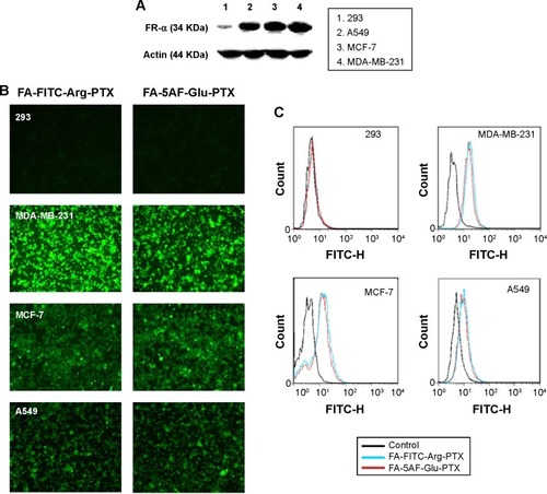 Figure 3 Targeting capability of fluorescence dye-labeled PTX prodrug formulations in different tumor cell lines with different FA-α receptor expression levels.Notes: (A) Protein levels of FR-α in the tumor and normal cell lines were determined by Western blot. (B) Targeting ability of PTX prodrug formulations in MDA-MB-231, MCF-7, A549, and HEK293 cells. Tumor cells show increased uptake of PTX prodrug compared with the normal cell lines with low expression of FR protein. (C) Flow cytometric analysis of FA-modified PTX prodrug formulation in MDA-MB-231, MCF-7, A549, and HEK293 cells. FA-FITC-Arg-PTX and FA-5AF-Glu-PTX prodrug formulations were taken up into the MDA-MB-231 cell lines at a rate of 89.6% and 85.9%, respectively, but at a rate of only 2.1% and 1.9% in HEK293 cells.Abbreviations: 5AF, 5-aminofluorescein; FA, folic acid; FITC, fluorescein isothiocyanate; PTX, paclitaxel; FA-α, folate receptor alpha.