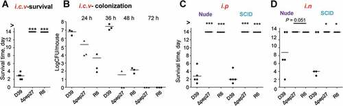 Figure 4. Infection with Δpep27 abolishes virulence as well as invasion into immunocompromised mice. (a) The attenuated virulence of Δpep27 in the brain. CD1 mice (n = 5) were infected with the WT D39 (2 × 104), mutant Δpep27 (pep27 1 × 106), or R6 (2 × 106) strains via intracranial (i.c.v) administration, and the survival times were determined. (b) The rapid clearance of Δpep27 observed in the brain. CD1 mice (n = 3) were infected with the WT D39 (5 × 103), mutant Δpep27 (1 × 104), or R6 (7 × 103) strains via i.c.v. administration, and the number of viable cells was determined. (c, d) Nude (T-cells deficient) or SCID (both B- and T-cell deficient) mice (n = 5) were infected by intraperitoneal (i.p.) administration of 1 × 104 CFU (c), or intranasal (i.n.) administration of 1 × 107 CFU of Δpep27 (d), and survival times were determined. Each data point represents one mouse. The data are representative of 3 (a, b) or 2 (c, d) independent experiments. *P < 0.05 (one-way ANOVA) as compared between groups.