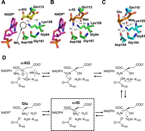 Fig. 3. Structure of GDH from C. glutamicum (CgGDH).