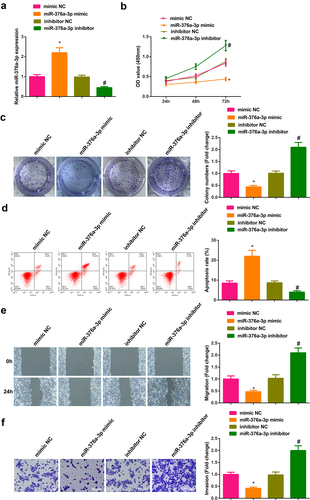 Figure 4. Augmentation of miR-376a-3p represses the advancement of NSCLC cells.