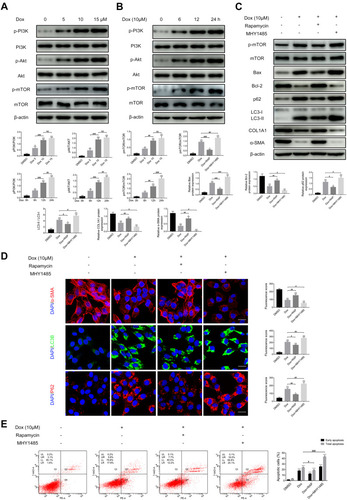 Figure 6 Doxazosin inhibits autophagy by activating the PI3K/Akt/mTOR signaling pathway in LX-2 cells. The protein levels of p-PI3K, total PI3K, p-Akt, total Akt, p-mTOR, and total mTOR in LX-2 cells treated with the indicated concentrations of doxazosin (A) for the indicated times (B) were measured by immunoblotting. LX-2 cells were treated with the indicated chemicals. The protein levels of p-mTOR, total mTOR, Bax, Bcl-2, p62, LC3B, COL1A1 and α-SMA were revealed by immunoblotting (C), while those of α-SMA, LC3B and p62 were revealed by immunofluorescence ((D), Scale bar, 50 μm), and apoptosis was evaluated by flow cytometry (E).