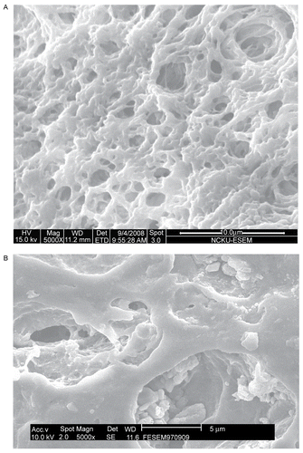 Figure 6.  The surface morphology of (A) the microparticle and (B) the 5-FU-loaded microparticle prepared with 3.5 wt.% chitosan, chitosan/PEG = 70/30, 3 wt.% TPP, and cross-linking time =  4 hr.