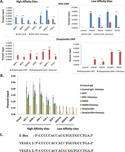 FIG 4 Omomyc can bind to DNA in cells (A) Chromatin immunoprecipitation assay demonstrating that Omomyc can displace Myc/Max heterodimers from binding to DNA and can bind to DNA directly. Immunoprecipitations were done with anti-Myc antibody, a control IgG, and streptavidin beads, which pull down biotinylated Omomyc. Genes assayed were the BOP1, RRS1, NCL1, FBXW8, LYAR, PUS1, ATDA3, VEGFA, FBX32, and HSBPA1 genes, along with a control region that does not contain any E box (data not shown). The statistical significance of data (P value) was calculated using two-tailed unpaired Student’s t test, which was done with GraphPad Prism. ****, P < 0.0001; ***, P < 0.005; **, P < 0.01; *, P < 0.05. (B) Chromatin immunoprecipitation assay to determine at which promoters WDR5 colocalizes with Myc and Omomyc. Antibodies to WDR5 and Myc and a control IgG were used along with streptavidin beads to immunoprecipitate DNA/protein complexes. Genes assayed were the NCL1, NPM1, RRS1, PUS1, BOP1, VEGFA-1, FBX32, and HSBAP1 genes, along with a control region that does not contain any E box. (C) Sequences of the consensus E box and E boxes found in the VEGFA promoter region. VEGFA E boxes 1 and 2 were used in the FP assay in Table 3 to determine the affinities of various dimers for each sequence.