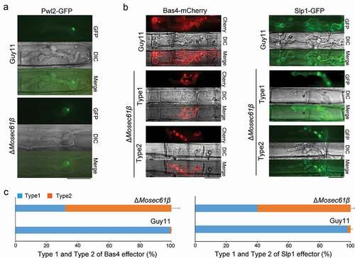 Figure 7. Distribution of effectors in IH of M. oryzae strains. (a) Fluorescence localization of the Pwl2 cytoplasmic effector in a rice sheath infected with M. oryzae. Bar = 20 μm. (b) Distribution of the apoplastic effectors Bas4 and Slp1 in wild-type and ΔMosec61β. Bar = 20 μm. (c) Statistical analysis of the localization of the two types of fluorescent effectors in M. oryzae. Error bars represent the standard deviation