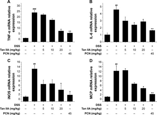 Figure 6 Cytokine expression in colonic tissue after DSS-induced inflammatory bowel disease (IBD) in vehicle-, Tan IIA-, and PCN-treated mice.