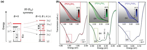 Figure 4. (a) Scheme of fine structure splitting of the band-edge excitons in the Voigt configuration. (b) Transmission spectra of 2D perovskites at zero magnetic field (black) and at B = 65 T (colored lines) for (PEA)2SnI4, (PEA)2PbI4, and (PEA)2PbBr4, respectively. Inset shows an expanded view of the evolution of the dark state (DX) with increasing magnetic field. Reproduced with permission from ref [Citation90]. Copyright 2021, American Association for the Advancement of Science.