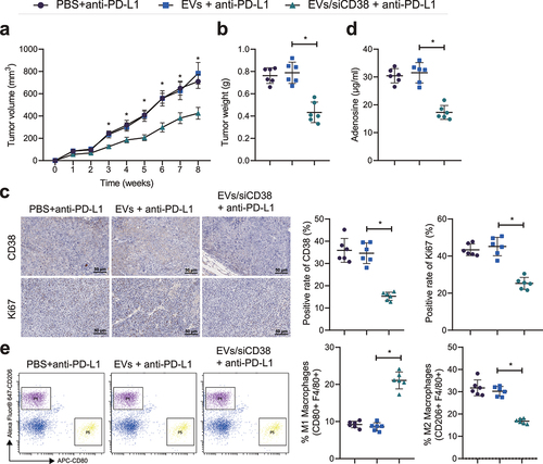 Figure 6. EVs/siCD38 abolishes the resistance to PD-L1 blockade and retards tumor growth in mice. Mice were treated with EVs + anti-PD-L1 or EVs/siCD38 + anti-PD-L1. A, Measurement of the tumor volume of mice. B, Measurement of the tumor weight of mice. C, CD38 and Ki-67 expression in the tumor tissues of mice detected by IHC, scale bar: 50 μm. D, Adenosine content in the tumor tissues of mice. E, Macrophage polarization in tumor tissues of mice detected by flow cytometry. n = 6, * p < .05. The data in the figure are all measurement data, and are expressed as mean ± standard deviation. Comparison of data in two groups was conducted by independent sample t test. Data at different time points was analyzed by repeated measures ANOVA.
