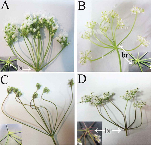 Figure 2. The structure of umbels and bracts in (A) B. paucifolium, (B) E. cylindrica, (C) E. persica and (D) E. wolffii. E. persica has no bracts. Abbreviations: br = bract.