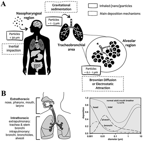 Figure 3 Deposition of particulate matter in the respiratory system. (A) Inhaled particles: accumulation mechanisms occurring through the respiratory tract.Citation71 Reprinted from Bessa MJ, Brandão F, Rosário F, et al. Assessing the in vitro toxicity of airborne (nano) particles to the human respiratory system: from basic to advanced models. J Toxicol Environ Health B Crit Rev. 2023;26(2):67–96.Citation71 (B) The respiratory tract of individuals at rest in relation to particle deposition and particle size.Citation72 Reprinted from Geiser M, Kreyling WG. Deposition and biokinetics of inhaled nanoparticles. Part Fibre Toxicol. 2010;7:2.Citation72