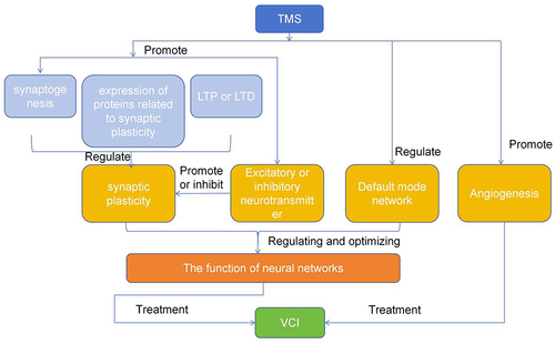 Figure 2 Physiological mechanisms underlying the utility of TMS in the treatment of VCI.