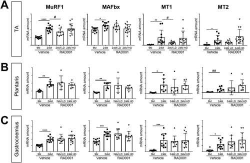 FIG 4 Gene expression of atrophy markers is modulated by rapalog treatment. mRNA amounts are indicated for MuRF1, MaFbx, MT1, and MT2 in tibialis anterior muscles (A), plantaris muscles (B), and gastrocnemius muscles (C) of 9- and 24-month-old rats treated with vehicle and 24-month-old rats treated with 0.15 mg/kg (LD) or 0.5 mg/kg (HD) RAD001 (n = 6 to 13 animals per group). mRNA amounts were standardized to geometric means of results from the TBP gene and the Vps26a gene, used as reference genes in panels. Data are means ± standard deviations of the means. Asterisks are used to denote significance as follows: *, P < 0.05; **, P < 0.01; ***, P < 0.001; ****, P < 0.0001. Pound signs are used to denote significance as follows: #, P < 0.05; ##, P < 0.01 (by unpaired Student’s t test). y-axis data represent arbitrary units.