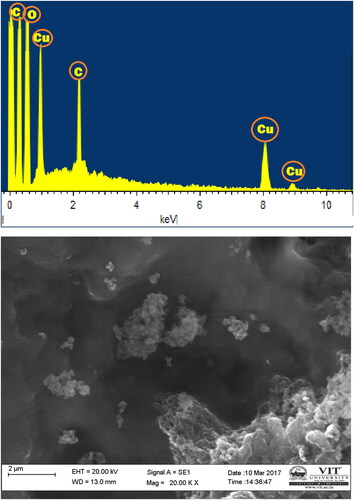 Figure 2. SEM and EDX of copper nanoparticles synthesized using C. vitiginea leaf extract.