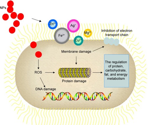 Figure 4 Mechanisms of NP action in bacteria cells.Notes: NPs can attack bacteria cell through multiple mechanisms: the formation of ROS leading to membrane, protein, and DNA damage; direct interaction occurs with cell membrane because some metal-based NPs can generate metal ion via dissolving, for example, inhibition of electron transport chain; and the regulation of bacterial metabolic processes.Abbreviations: NPs, nanoparticles; ROS, reactive oxygen species.