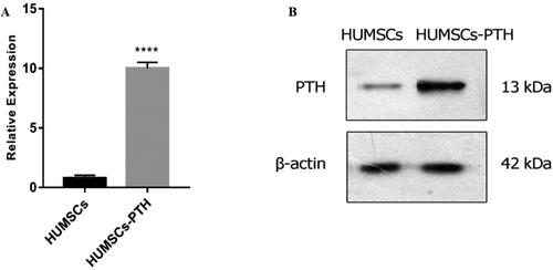 Figure 2. Expression of PTH detected by qRT-PCR (A) and western blotting (B). Gene editing group is overexpressed (A,B); ****, p < 0.0001.