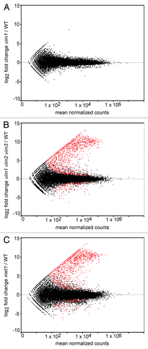 Figure 1.Identification of differentially expressed transcripts in vim1 vim2 vim3 and met1 mutants. MA-plots of log2 fold change transcript expression vs. mean normalized counts in vim1 (A), vim1 vim2 vim3 (B) and met1 (C) mutants relative to wild type. Red points represent differentially expressed transcripts meeting the adjusted P value cut-off of 0.05 or lower. Black points represent all other transcripts not called differentially expressed. Notably, no transcripts, other than VIM1, were identified as differentially expressed in the vim1 mutant, while over 2000 transcripts were differentially expressed in vim1 vim2 vim3 and met1 relative to wild type. The majority of the red points fall above the gray horizontal line at zero, indicating that most differentially expressed genes are upregulated in the vim1 vim2 vim3 and met1 mutants.