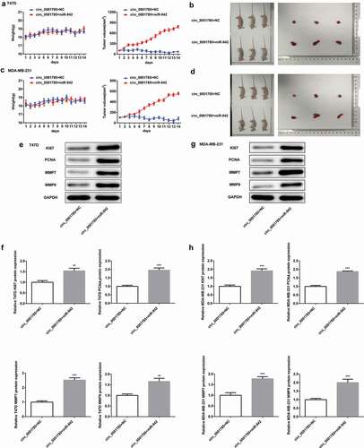 Figure 7. Circ_0001785 inhibits breast cancer progression in vivo by targeting miR-942. (a) The miR-942 mimic and control T47D cells were inoculated in nude mice, and mouse weight and tumor volume were monitored every day. (b) Tumor mass of T47D tumor xenograft-induced nude mice after 14 days of treatment. (c) The miR-942 mimic and control MDA-MB-231 cells were inoculated in nude mice, and mouse weight and tumor volume were monitored every day. (d) Tumor mass of MDA-MB-231 tumor xenograft-induced nude mice after 14 d of treatment. (e-f) Expressions of KI67, PCNA, MMP7 and MMP9 in tumor tissues inoculated with T47D cells were detected by western blot analysis. GAPDH was used as the loading control. (g-h) Expressions of KI67, PCNA, MMP7 and MMP9 in tumor tissues inoculated with MDA-MB-231 cells were detected by western blot analysis. GAPDH was used as the loading control. **p < 0.01 and ***p < 0.001 vs. circ_0001785+ NC