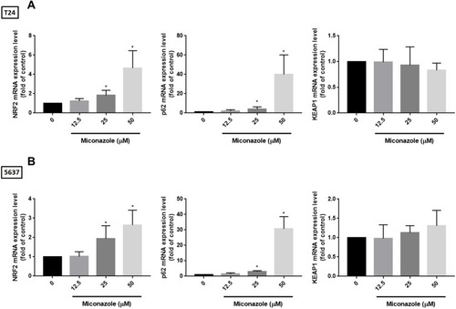 Figure 5 Miconazole increases transcriptional levels of NRF2 and p62 but not KEAP1 in a dose-dependent manner. (A and B) T24 and 5637 bladder cancer cells were treated with different concentrations of miconazole for 24 hrs, total mRNA were extracted from cells, and expression levels of NRF2, p62 and KEAP1 were detected by qPCR. Results are expressed as the mean ± S.D of triplicate samples (n=6). *P < 0.05 compared to the Con. group.