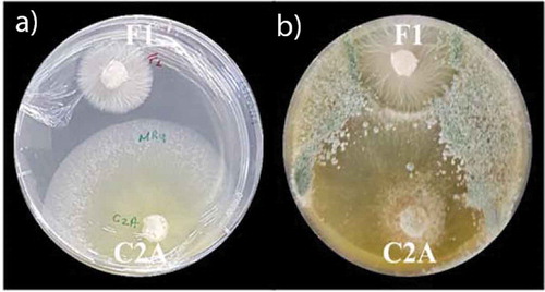 Figure 6. Synergistic effect between the biocontrol strain T. reesei C2A and 0,1 mg/mL of mancozeb to inhibit the growth of F. oxysporum F1. a) Picture was taken after 3 days of incubation at 28°C. b) Picture was taken after 7 days of incubation at 28°C