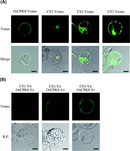 Fig. 6. BiFC analysis of the interaction between OsCPK8 and CS1, CS2, or CS3 in rice protoplasts.Note: (A) Localization of the identified proteins in rice protoplasts. Venus-fused identified proteins (CS1-Venus, CS2-Venus, and CS3-Venus) were expressed in rice protoplasts. Upper panels are Venus images, and lower panels are merges of Venus and bright-field images. (B) Interaction between OsCPK8 and the identified proteins detected by BiFC in rice protoplasts. Proteins fused to the N-terminal fragment of Venus (Vn) (CS1-Vn, CS2-Vn, and CS3-Vn) and the C-terminal fragment of Venus (Vc) (OsCPK8-Vc) were co-expressed in rice protoplasts. Reconstructed Venus fluorescence and bright field were obtained by fluorescence confocal microscopy. Bar, 10 μm. BF, bright field.