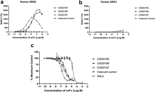 Figure 2. A lead panel of purified scFv specifically bind to and inhibit the enzymatic function of recombinant human trimeric ARG2. Representative data further characterizing clones C0020185 (Δ), C0020186 (▲) and C0020187 (□) originally identified in the parallel in vitro ARG2 biochemical and inhibition high throughput screens. Each clone binds (a) recombinant biotinylated trimeric human ARG2, but not (b) recombinant biotinylated trimeric human ARG1 and (c) effectively neutralizes recombinant trimeric human ARG2 in a scFv concentration-dependent manner. Direct binding was measured using HTRF®, titrating in purified scFv and using recombinant biotinylated human ARG2 or ARG1 trimer at a fixed concentration of 12 nM or 24 nM, respectively. A hook effect was observed at highest concentrations of scFv used.Citation23 ARG2 enzyme inhibition assay plotted as percentage. IC50 values ± standard deviation were determined for C0020185 (145.8 nM ± 9.1 nM), C0020186 (807.4 nM ± 312 nM) and C0020187 (446.8 nM ± 84.5 nM). The small molecule Arginase inhibitor NG-hydroxy-L-arginine (NHLA; ○) was used as a positive control (IC50 20640.0 nM ± 3933.8 nM). HTRF® and enzyme inhibition assay data points represent the mean of duplicate wells ± standard deviation across independent experiments (n = 2 and n = 4, respectively).