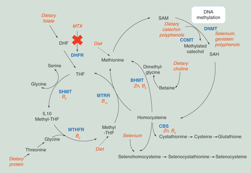 Figure 1. Summary diagram of the main pathways involved in cellular one-carbon metabolism including the production of S-adenosylmethionine for methylation of DNA.Dietary factors able to influence this pathway are highlighted in red, enzymes driving biological reactions are highlighted in blue/bold. The influence of methotrexate on this pathway through the inhibition of dihydrofolate reductase enzyme is highlighted in red/italics. Additional abbreviations: DHF, THF, SHMT, MTRR, MTHFR, BHMT, CBS, COMT, DNMT, SAH.BHMT: Betaine-homocysteine S-methyltransferase; CBS: Cystathione beta synthase; COMT: cystathionine beta synthase; DHF: Dihydrofolate; DHFR: Dihydrofolate reductase; DNMT: DNA methyltransferase; MTHFR: Methylenetetrahydrofolate reductase; MTRR: Methionine synthase reductase; MTX: Methotrexate; SAH: S-adenosylhomocysteine; SAM: S-adenosylmethionine; SHMT: Serine hydroxymethyltransferase; THF: Tetrahydrofolate.Modified with permission from [Citation1] (2011).