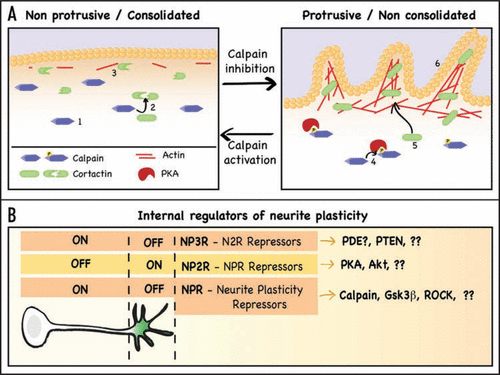 Figure 1 Summary of calpain regulation of neurite consolidation and proposed model of neurite plasticity regulation. (A) Summary of the signaling pathway described in Mingorance-Le Meur and O'Connor.Citation1 There are two morphological domains in neurons: a non protrusive one, comprised by soma and neurite shafts, and a protrusive one, comprised by growth cones and occasional regions of the shaft (such as branching points). The non protrusive regions (left) require active maintenance not to protrude, a process called consolidation. The protease calpain (1) is active in the consolidated regions, where it degrades proteins needed to promote actin polymerization, such as cortactin (2), thereby limiting the formation of actin patches (3), a necessary precursor for membrane protrusion. The protrusive regions (right) have high levels of cAMP and of active PKA, which phorphorylates and inhibits calpain (4) and allows the accumulation of cortactin (5), now free to associate with actin and promote the formation of actin patches and actin-rich protrusions (6). The transition between both domains is achieved by turning on or off the repressor controlling consolidation, in this case calpain. (B) Proposed model for the internal regulation of neurite plasticity. Neurite plasticity is linked to neurite consolidation, being higher when consolidation is weak, and decreasing as neurite consolidation becomes stronger. This means that neurite plasticity is directly repressed by those molecules that promote consolidation. I propose a model in which calpain is just one example of a Neurite Plasticity Repressors (NPR), proteins that repress the machinery necessary to create cell protrusions and that constitute a first level of repressors. These repressors would be kept away from the growth cone by NPR Repressors (NP2R), for example cAMP/PKA, creating a domain where the machinery of sprouting is not repressed. Activation of these NP2Rs at the neurite shaft would reduce consolidation and allow neurite sprouting. A third level of repressors might contribute to define the boundary between the shaft and the growth cone by antagonizing the NP2Rs along the neurite, thereby promoting NPRs activation. This would be the case of the phosphatase PTEN, and a potential phosphodiesterase that would help maintaining a limit a high/low cAMP at the growth cone/shaft boundary. Despite the many missing pieces, the conservation of signaling pathways among different cell systems, combined with some observations from the literature, strongly suggests this three-layer multi-repressor pathway is responsible for controlling neurite morphology and plasticity.