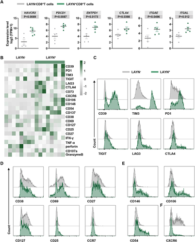 Figure 4 Dysfunctional phenotypic characteristics of tumor infiltrating LAYN+CD8+ T cells in HCC. (A) The scatter plots illustrated the gene expression of LAYN-related genes in freshly isolated LAYN+CD8+ T cells and LAYN−CD8+ T cells from HCC tumor tissues. Data represent five individual patients. (B) A heatmap to show the global phenotypic characteristics of LAYN+CD8+ T cells and LAYN−CD8+ T cells from HCC tissues detected by flow cytometry. Cells were pregated on CD45, CD3 and CD8. Data represent eight individual patients. (C–F) Representative flow cytometric overlays of different markers expressed by LAYN+ (green line) and LAYN− (grey line) CD8+ T cells, including exhaustion associated immune checkpoint inhibitors (C), differentiation and activation markers (D), adhesion and localization related molecules (E and F). Student’s t-test (A) was performed, and the data were presented as the mean ± SEM. Results were replicated (n = 3 experiments) (B–F).