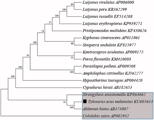 Figure 1. Phylogenetic analysis based on mitochondrial genome sequences with maximum likelihood distance (M-P) method.