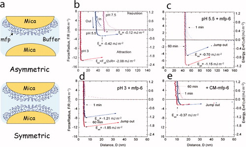 Figure 4. Adhesion and cohesion of mfps as determined by the surface forces apparatus (SFA). (a) Deposition of protein films by adsorption to freshly cleaved mica. A monolayer adsorbed onto one mica surface is denoted as asymmetric mode and is suitable for measuring adhesion during approach-separation runs in the SFA because adhesion will only occur if the protein engages in energetic interactions with both surfaces. In symmetric mode, a protein monolayer is adsorbed to both mica surfaces such that in approach-separation runs, cohesive interactions of mfps can be explored. (b) Three approach (in) –separation (out) runs of an asymmetric mefp-3 film on mica at pH 3, 5.5 and 7.5 that reveal the high pH-dependence of mfp-3f adhesion. (c) Rescue of adhesion by addition of pmole amounts of mfp-6 at pH 5.5. (d) Enhanced rescue of adhesion at pH 3 by mfp-6 with nearly full recovery after preincubation for 60 min. (e) Dependence of adhesion rescue by mfp-6 on its cysteine thiolates. CM-mfp-6 denotes protein with cysteines that have been S-alkylated by iodoacetic acid. Adapted from Yu et al. (2011b). © Nature Publishing Group.