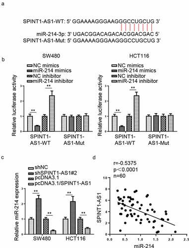 Figure 5. SPINT1-AS1 directly targets miR-214. (a) StarBase presented the binding site between SPINT1-AS1 and miR-214. (b) Luciferase activity of SPINT1-AS1-WT and SPINT1-AS1-Mut reporters in CRC cells was determined in the NC mimics or miR-214 mimics groups using a dual-luciferase reporter assay. (c) RT-qPCR showed the relative miR-214 expression in SW480 and HCR116 cells transfected with shNC, shSPINT1-AS1, pcDNA3.1, or pcDNA3.1/SPINT1-AS1. (d) Pearson’s correlation analysis showed the correlation between SPINT1-AS1 expression and miR-214 in CRC tissues. ** p  < 0.01.