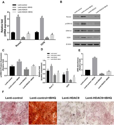 Figure 4 The decreased osteogenesis caused by HDAC9 knockdown could be partially rescued by the addition of a MAPK signaling activator (tBHQ). (A) The expression of Runx2 and OCN mRNA in the lenti-control, lenti-control + tBHQ, lenti-HDAC9, and lenti-HDAC9 + tBHQ groups was determined by qPCR. (B–D) The expression of pERK1/2, ERK1/2, Runx2 and OCN in the lenti-control, lenti-control + tBHQ, lenti-HDAC9, and lenti-HDAC9 + tBHQ groups was determined by Western blotting analysis. (E) Alizarin red staining area determined by measuring the absorbance at 560 nm. (F) Alizarin red staining in the lenti-control, lenti-control + tBHQ, lenti-HDAC9, and lenti-HDAC9 + tBHQ groups at day 14 of osteogenic differentiation. Scale bar =50μm. Data were mean ± S.D. *P<0.05 versus the lenti-control group. #P<0.05 versus the lenti-HDAC9 group.