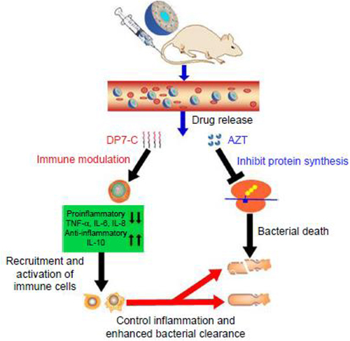 Figure 5 Proposed mechanism of action of AZT-D-LPs.