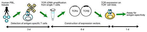 Figure 1. The hTEC10 system. Briefly, the cDNAs coding for human T-cell receptor (TCR) α and β chain are amplified from single T cells and cloned into an expression vector, which is then used to transduce the TCR− T-cell line TG40. The antigen specificity of the TCR can be assessed by staining TCR-expressing TG40 cells with MHC tetramers or by monitoring CD69 expression. Of note, the entire procedure can be performed in less than 10 d. Reproduced with permissions from ref. Citation1.