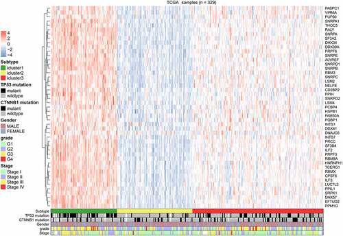 Figure 5. Heatmap of splicing factors clusters. Heatmap of the 329 HCC patients ordered by cluster, with annotations associated with each cluster
